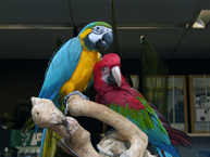 Opening Pets&Co